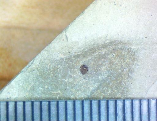 undet. Hexapoda