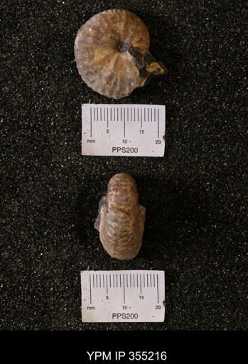 Discoscaphites sp.