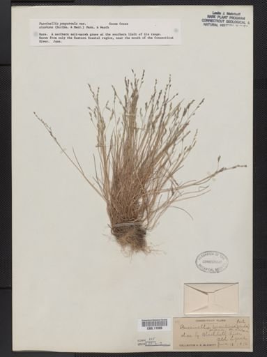 Puccinellia pumila