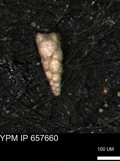 Verneuilinoides kansasensis