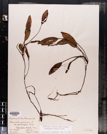 Potamogeton nodosus