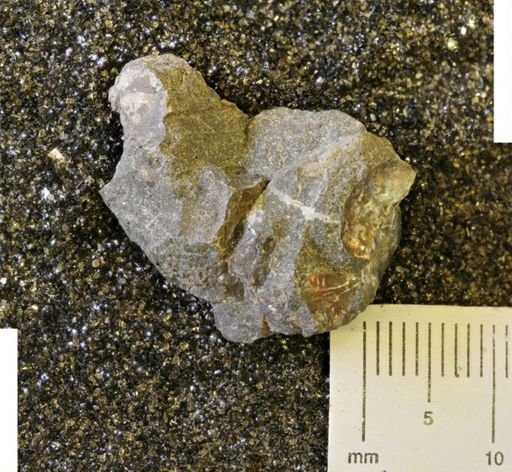 Oxytoma (Hypoxytoma) sp.