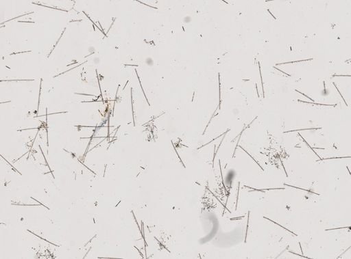 cf. Forcepia (Leptolabis)