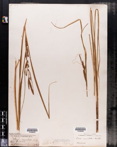 Carex aquatilis
