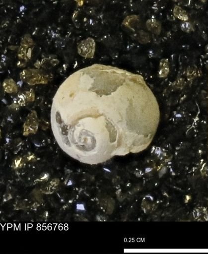 Euspira sp.