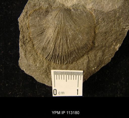 Leptaena (Strophomena) miranda