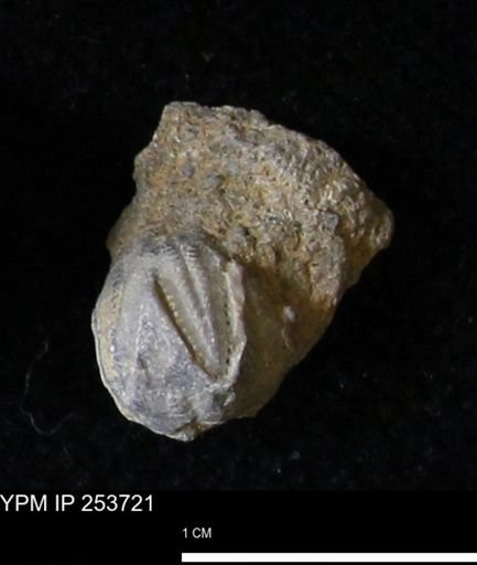 Pentremites sp.