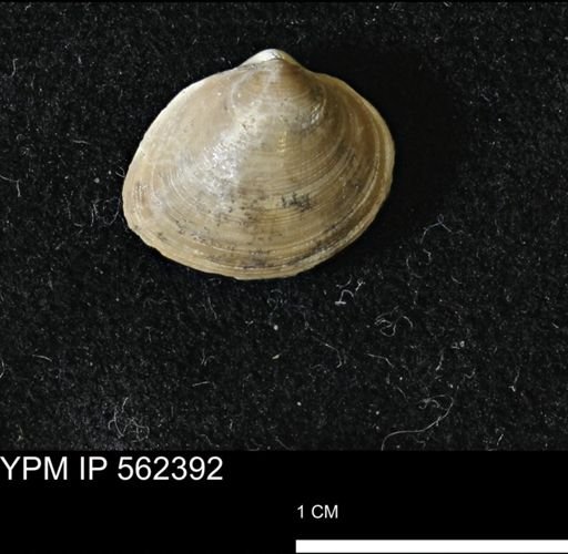 Limopsis striatopunctatus