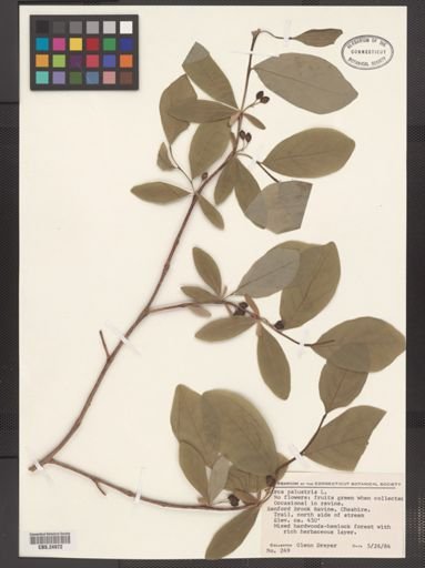 Dirca palustris