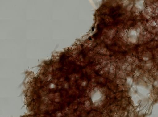 Iophon sp.
