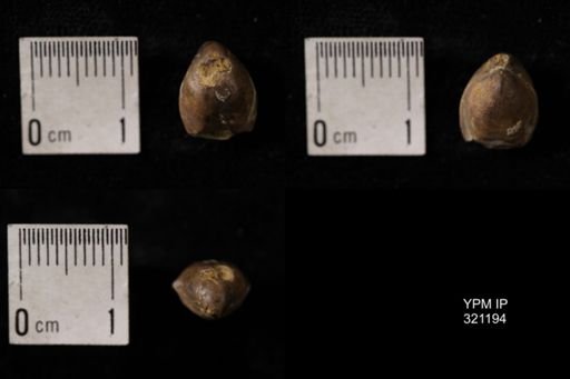 Dielasma turgida