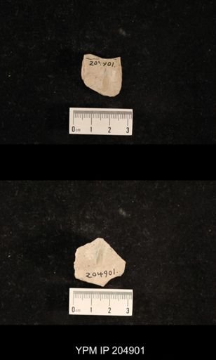Hexapoda