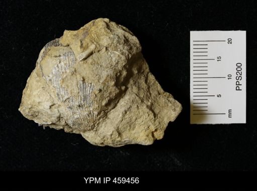 Linoproductus prattenianus