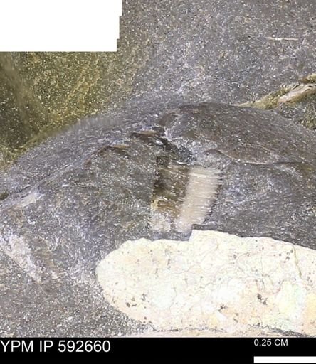 undet. Inoceramidae