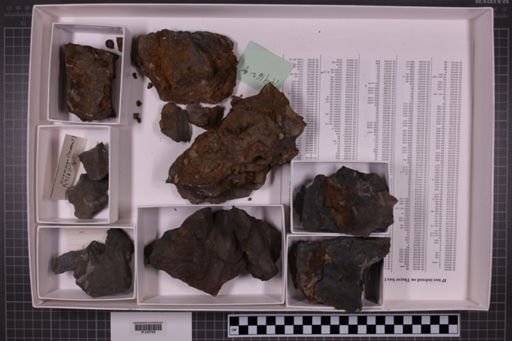 mixed taxa, stratigraphic collection