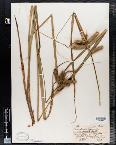 Carex pseudocyperus