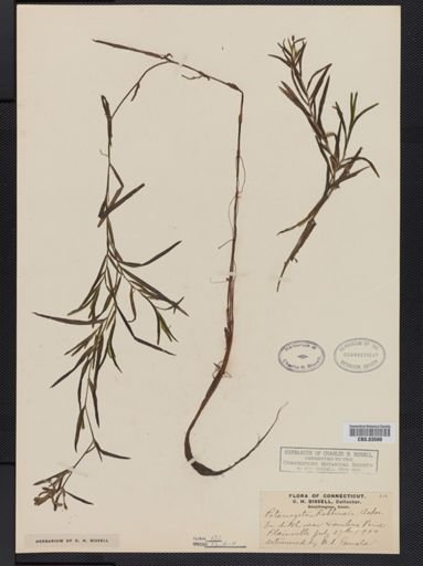 Potamogeton robbinsii