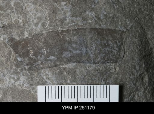 undet. Eurypterida