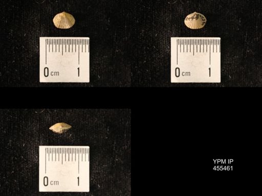 Platystrophia morrowensis