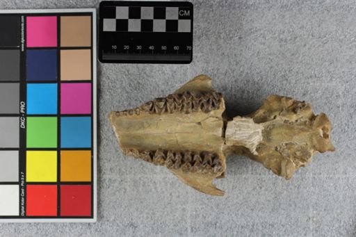 Merycoidodon culbertsoni
