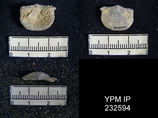 Chonetes granulifer