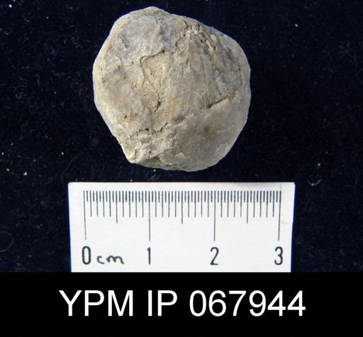 Stropheodonta equistriata