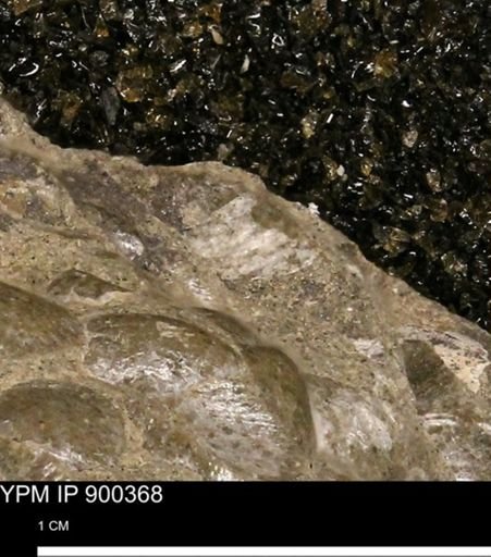 Anomia gryphorhyncha