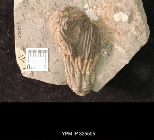 undet. Crinoidea