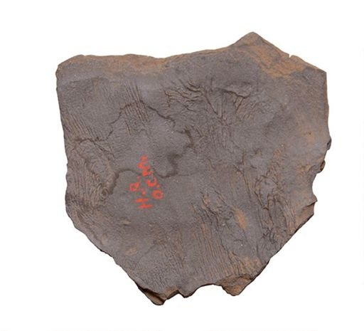 taxon undetermined