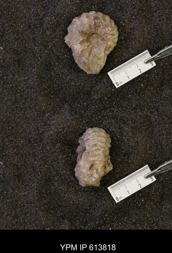 Neogastroplites sp.