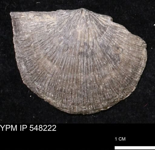 Stropheodonta demissa