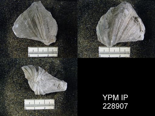 Neospirifer latus