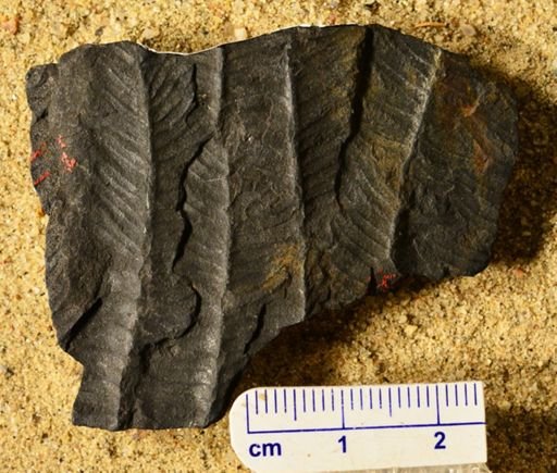 Pecopteris sp.
