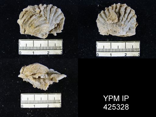 Meekella attenuata