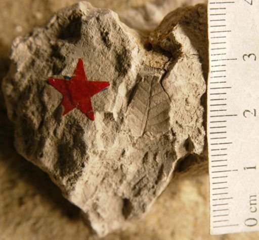 Ulmus basicordata