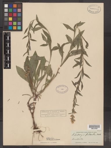 Solidago puberula