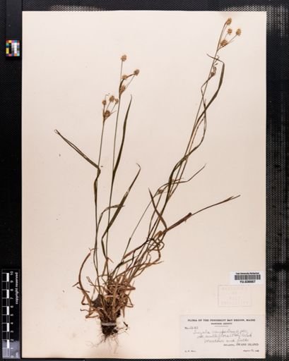 Luzula campestris