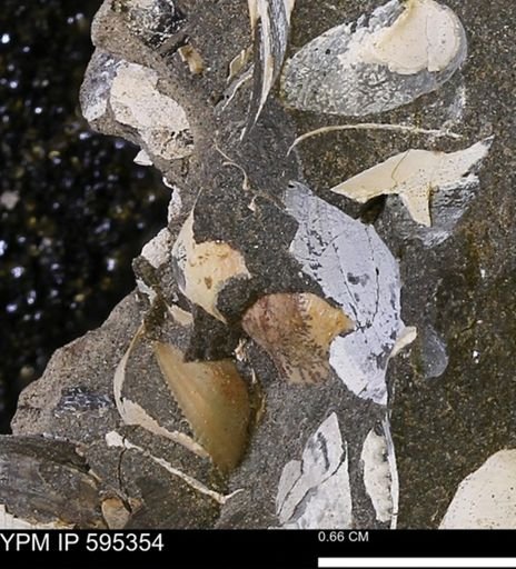 Protocardia sp.