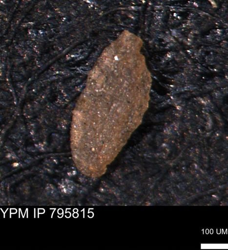 Miliammina manitobensis