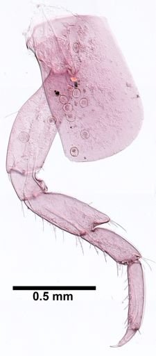 Hyalella cf. azteca
