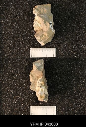 Hoploscaphites nicolletii