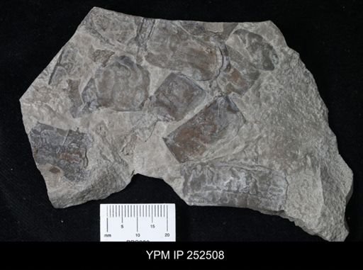 undet. Eurypterida