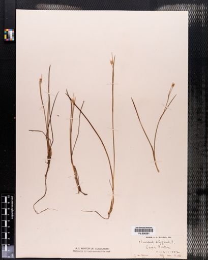 Juncus stygius