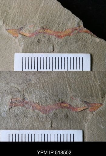 undet. Ichnofossil