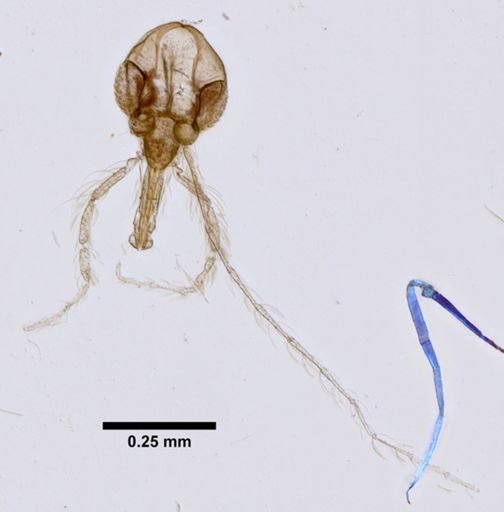 Lutzomyia anthophora