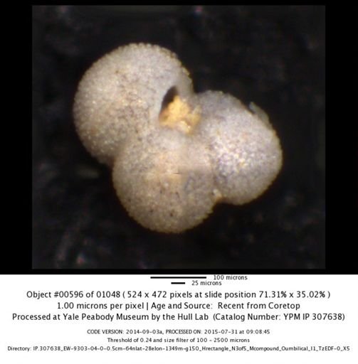 undet. Foraminiferida