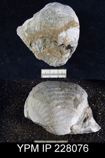 Echinoconchus semipunctatus