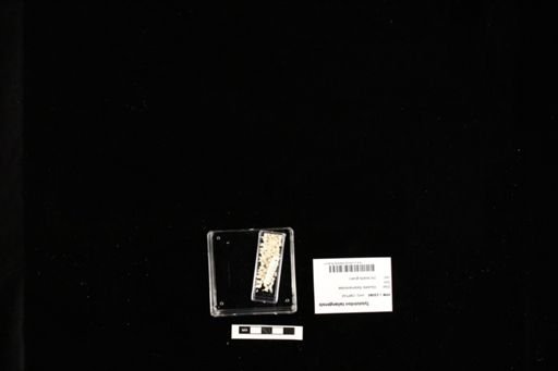 Tylototriton taliangensis