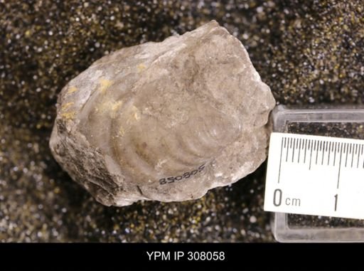 Inoceramus sp.