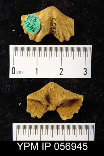 Spirifer cyclopterus